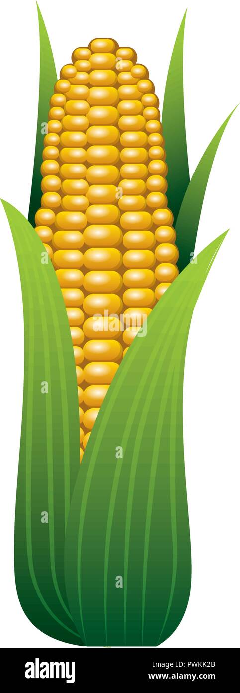 corn cob fresh on white background vector illustration Stock Vector ...