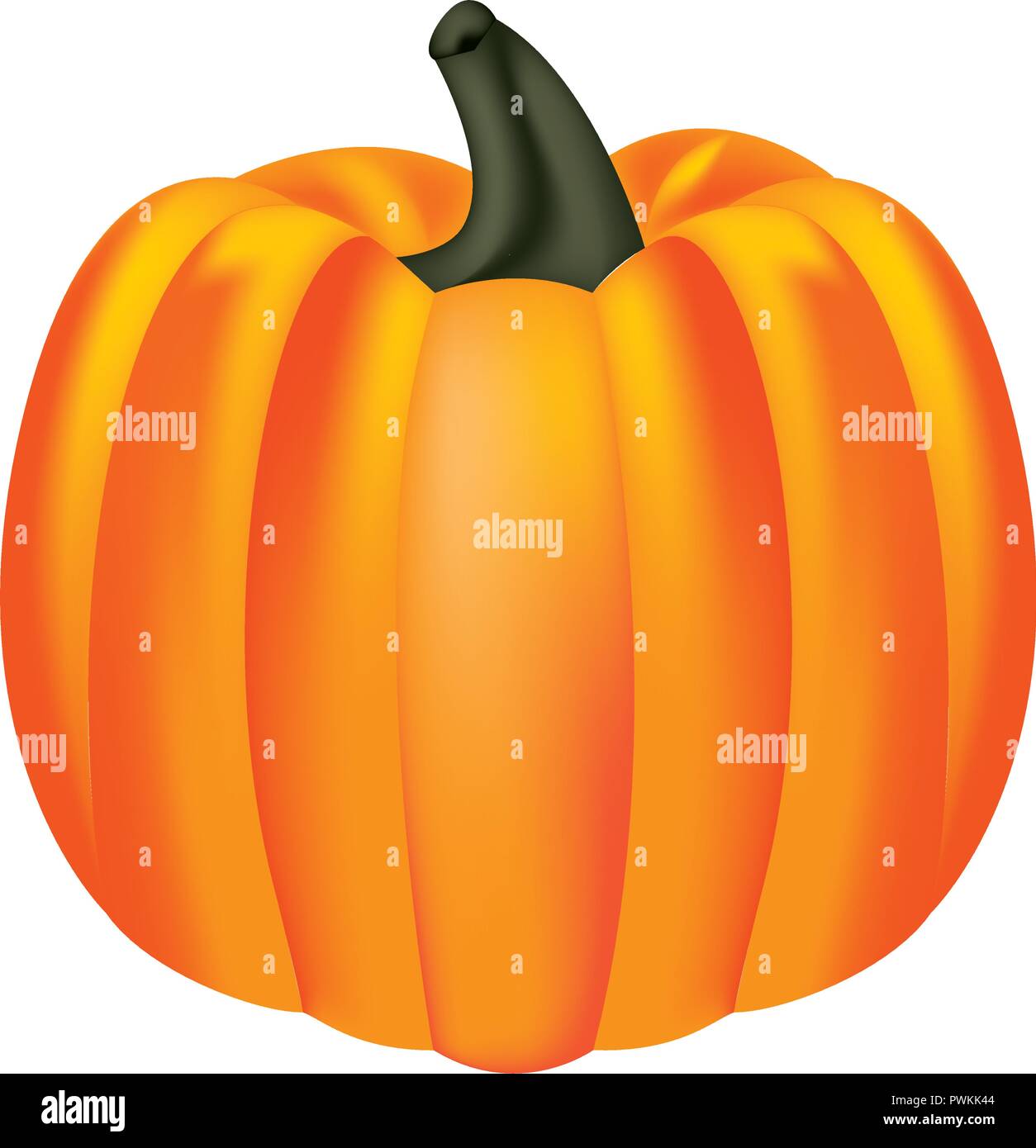 fresh pumpkin on white background vector illustration Stock Vector ...
