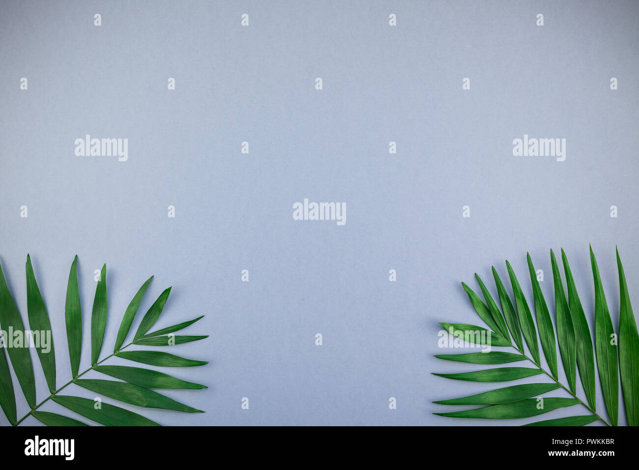 Creative flat lay top view of green tropical palm leaves on blue grey ...