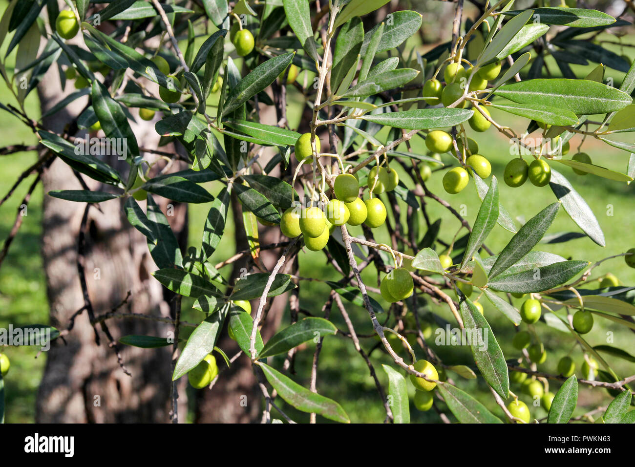 Green olives in a olive tree branch. Olive tree with green olives ...