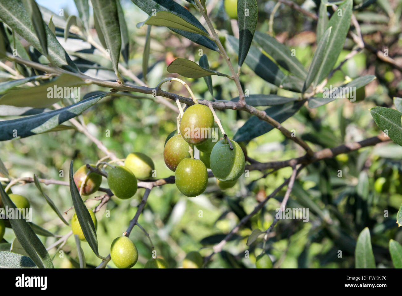 Green olives in a olive tree branch. Olive tree with green olives ...