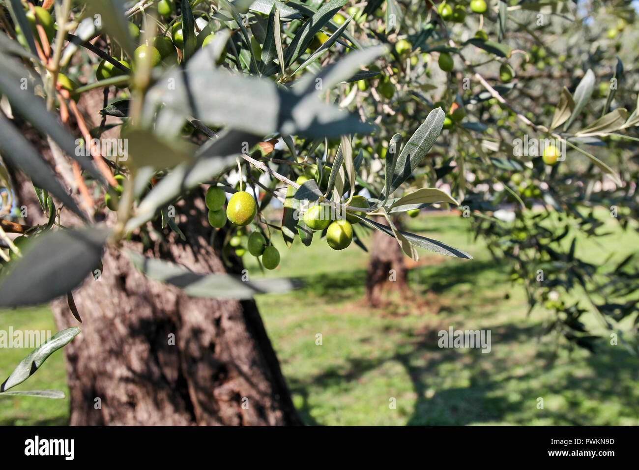 Green olives in a olive tree branch. Olive tree with green olives ...
