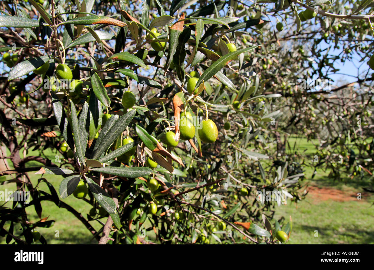 Green olives in a olive tree branch. Olive tree with green olives ...