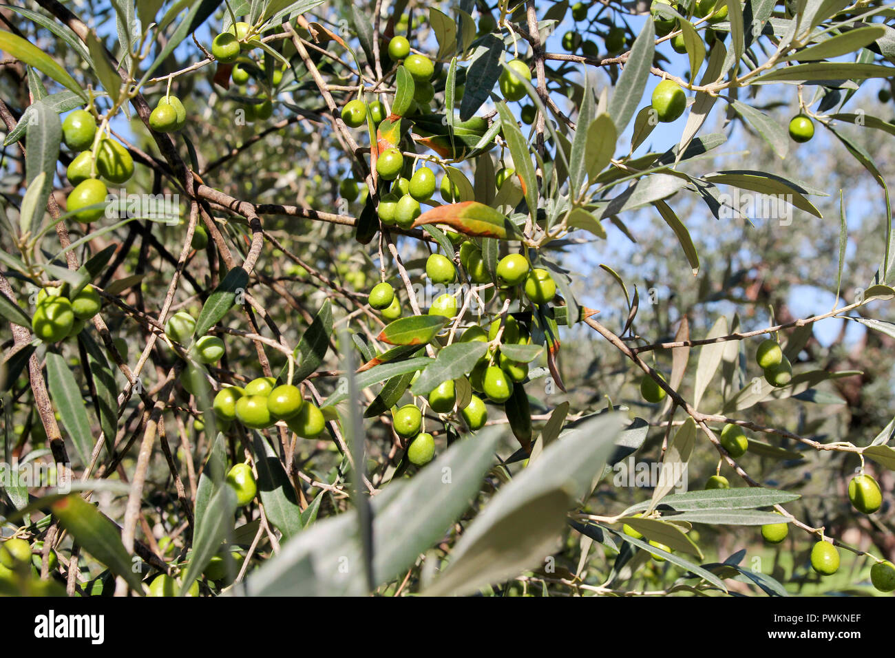 Green olives in a olive tree branch. Olive tree with green olives ...