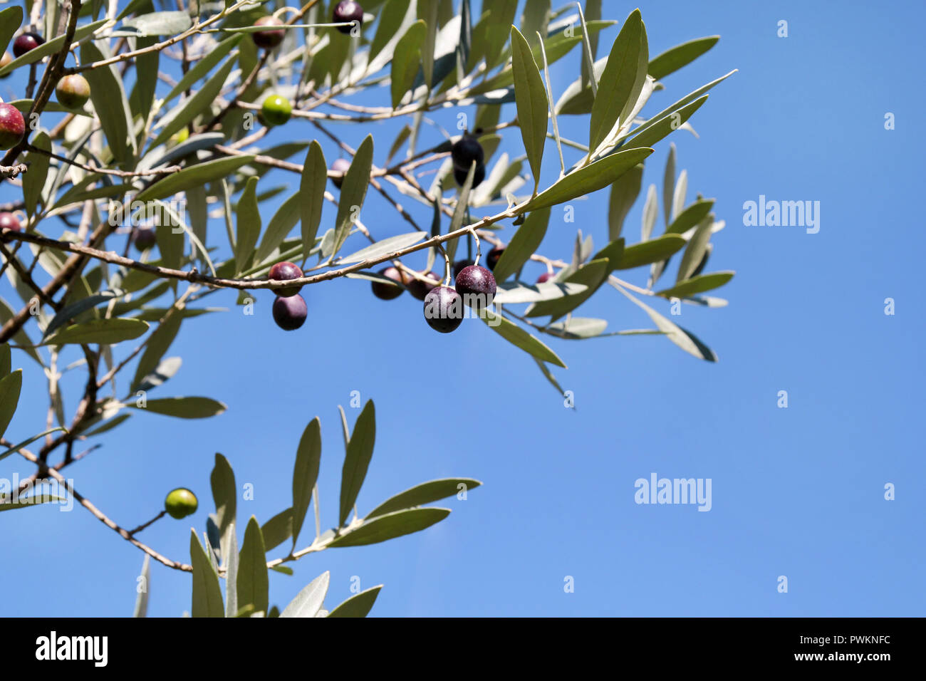 Black olives in a olive tree branch. Olive tree with black olives, close up. Concept of olives