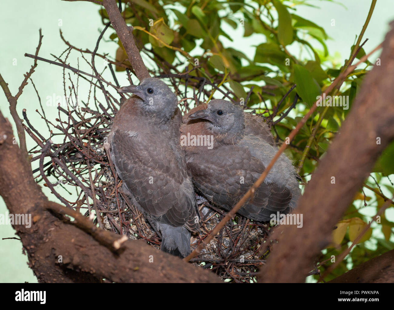 Wood Pigeon chicks, Columba palumbus, precocial in nest, London, United Kingdom Stock Photo