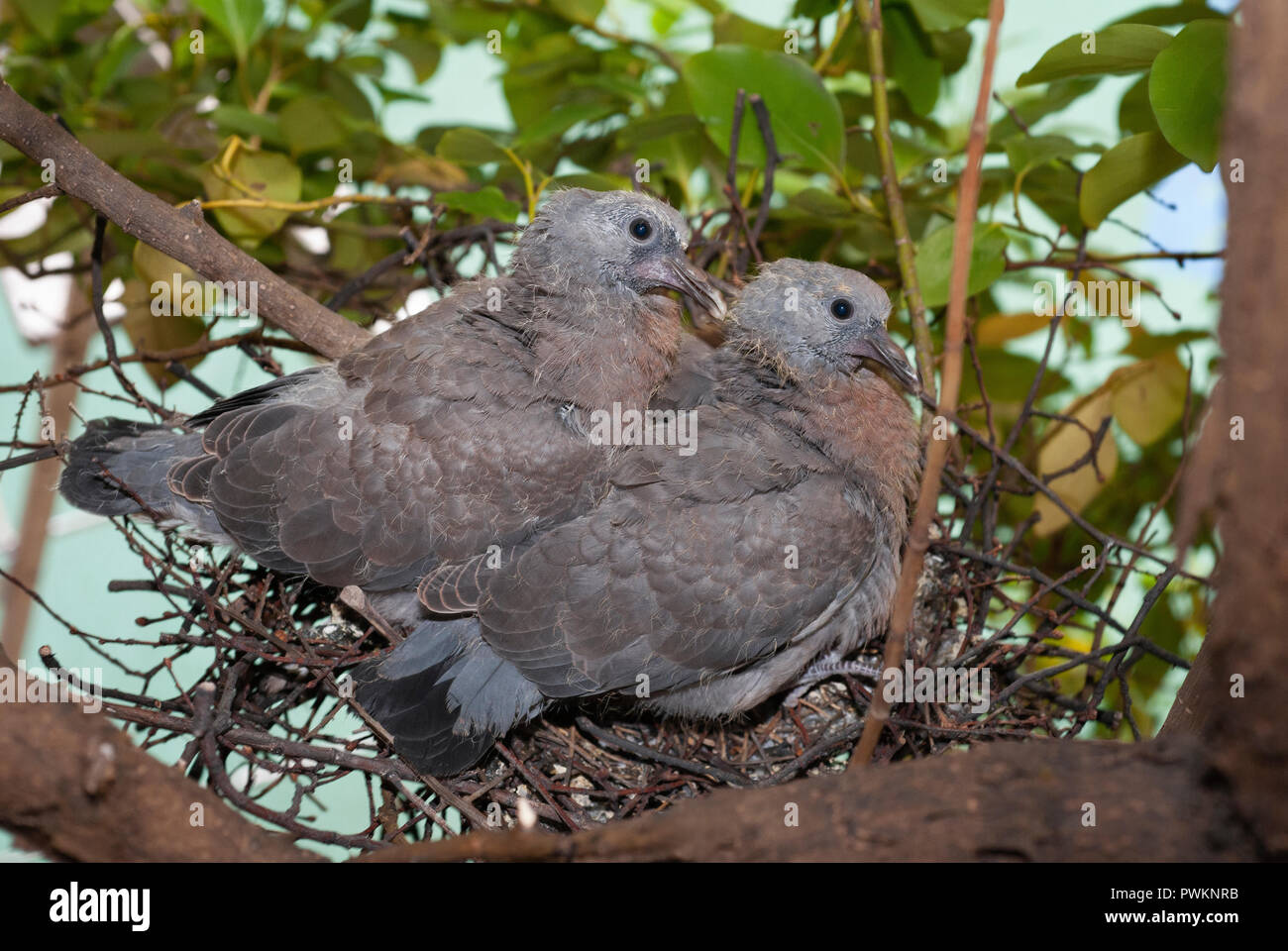 Wood Pigeon chicks, Columba palumbus, precocial in nest, London, United Kingdom Stock Photo