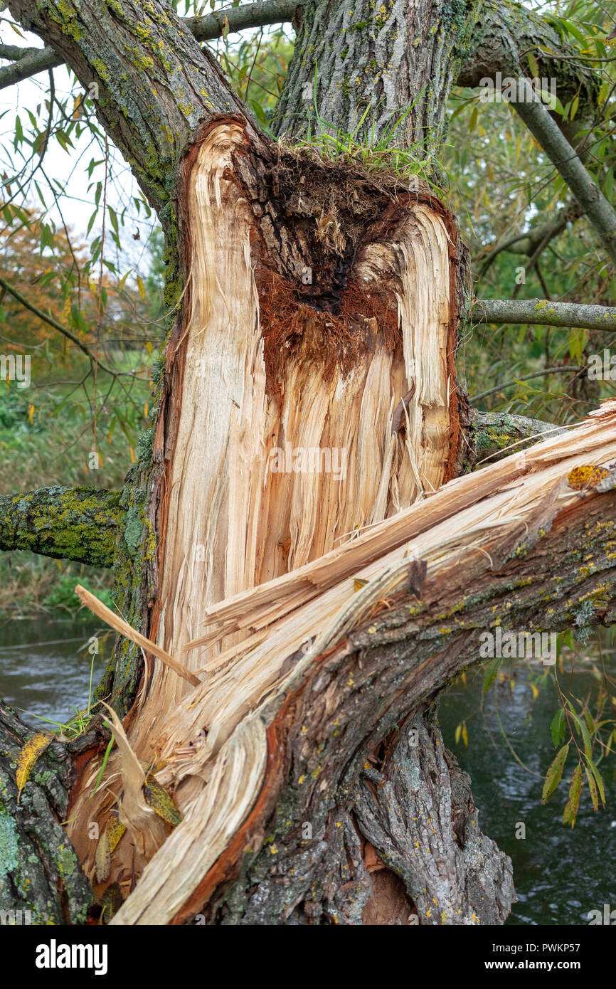 Large branch split away from tree trunk in high winds Stock Photo