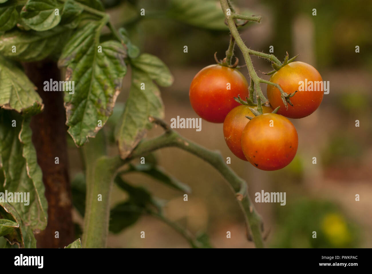 Tomato Ripped Image Branch of ripped cherry tomatoes with a garden background Stock Photo ...