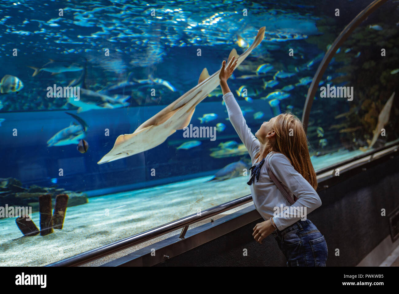 Young girl standing outstretched against aquarium glass fascinated by ocean world and touches the   devilfish in an oceanarium tunnel. Stock Photo
