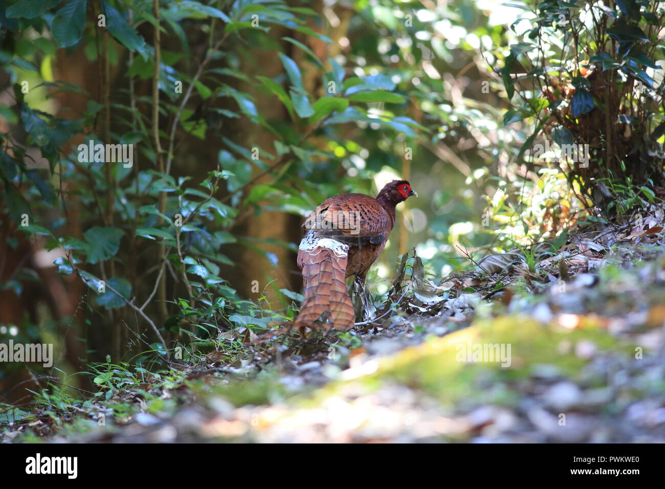 Copper Pheasant (Syrmaticus soemmerringii ijimae) male in South Kyushu