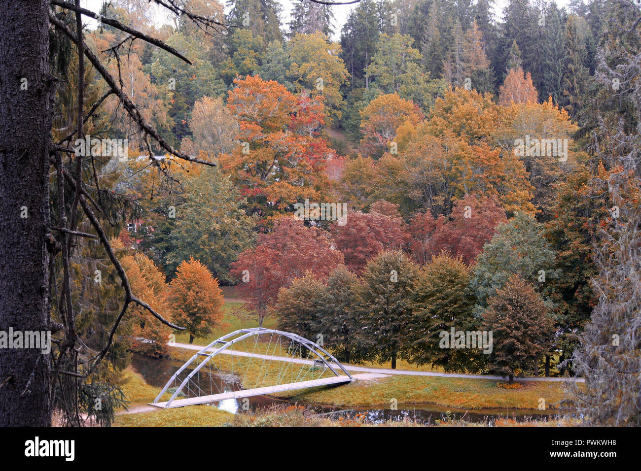 autumn landscape, colorful trees and yellow grass, in the foreground a pine trunk, a narrow river and a small bridge, photo above, Stock Photo
