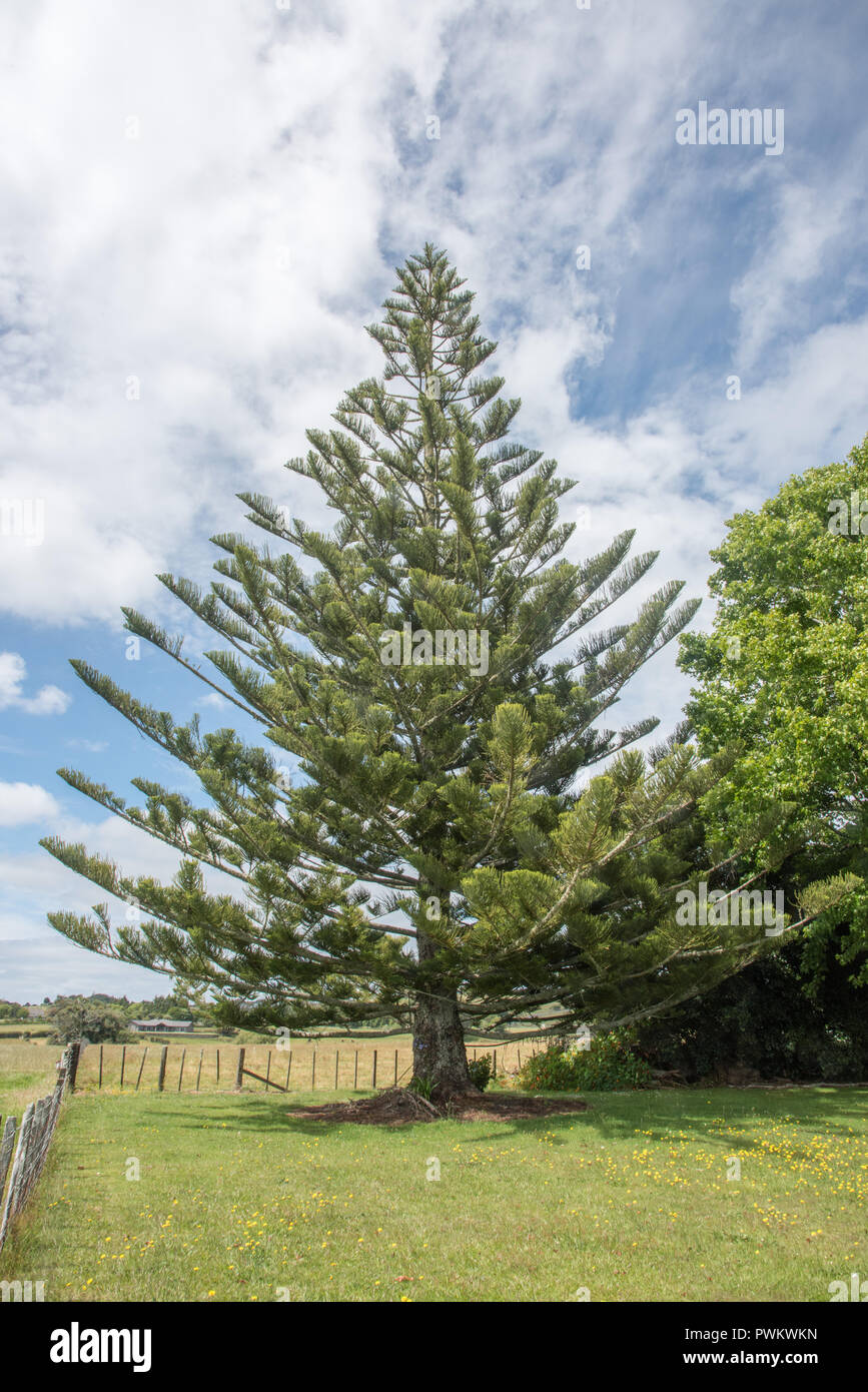 Norfolk Pine High Resolution Stock Photography And Images Alamy