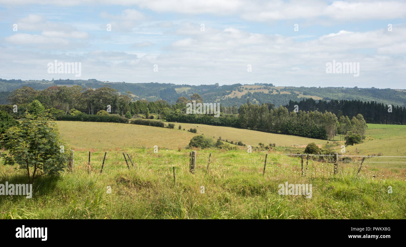 Stunning green rolling landscape with open meadow in Waimate North, New