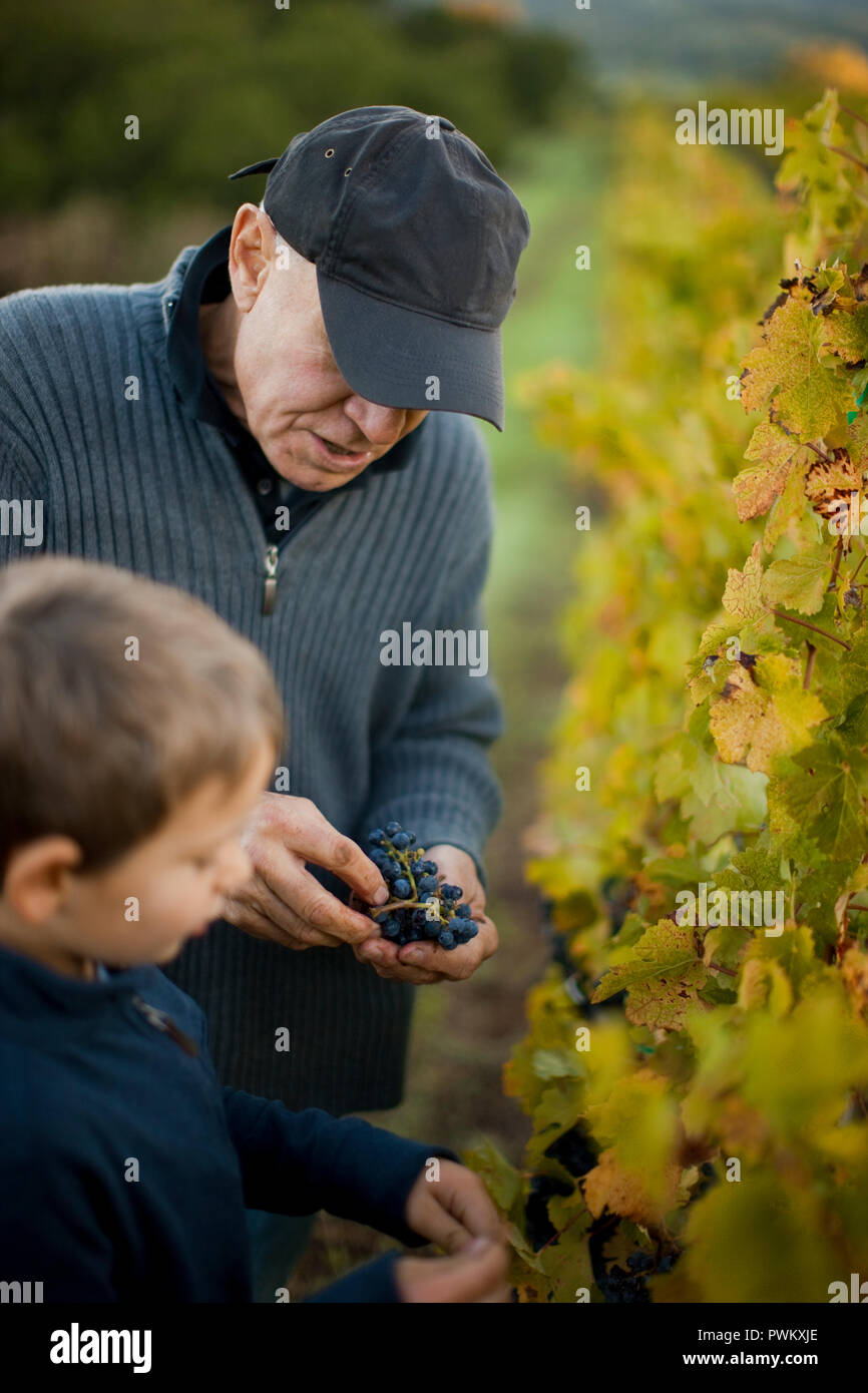 Grandfather teaching grandson about growing grapes. Stock Photo