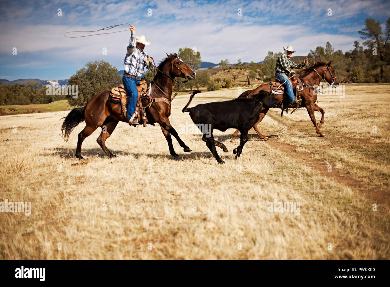 Two ranchers lassoing a runaway cow Stock Photo
