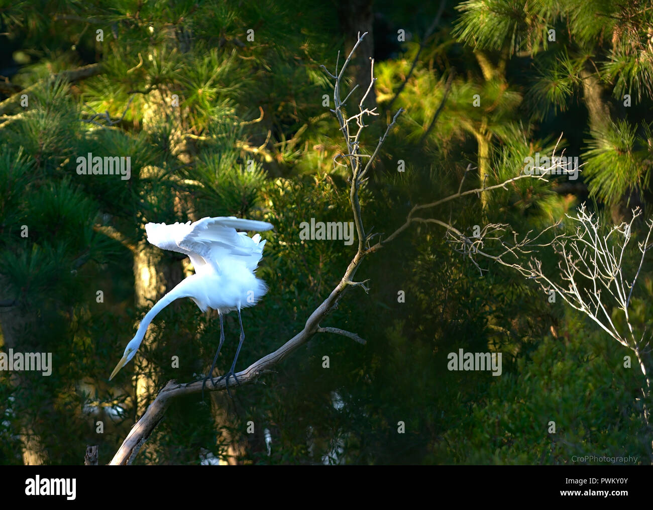 Egret  on tree branch flapping wings with neck stretched out Stock Photo