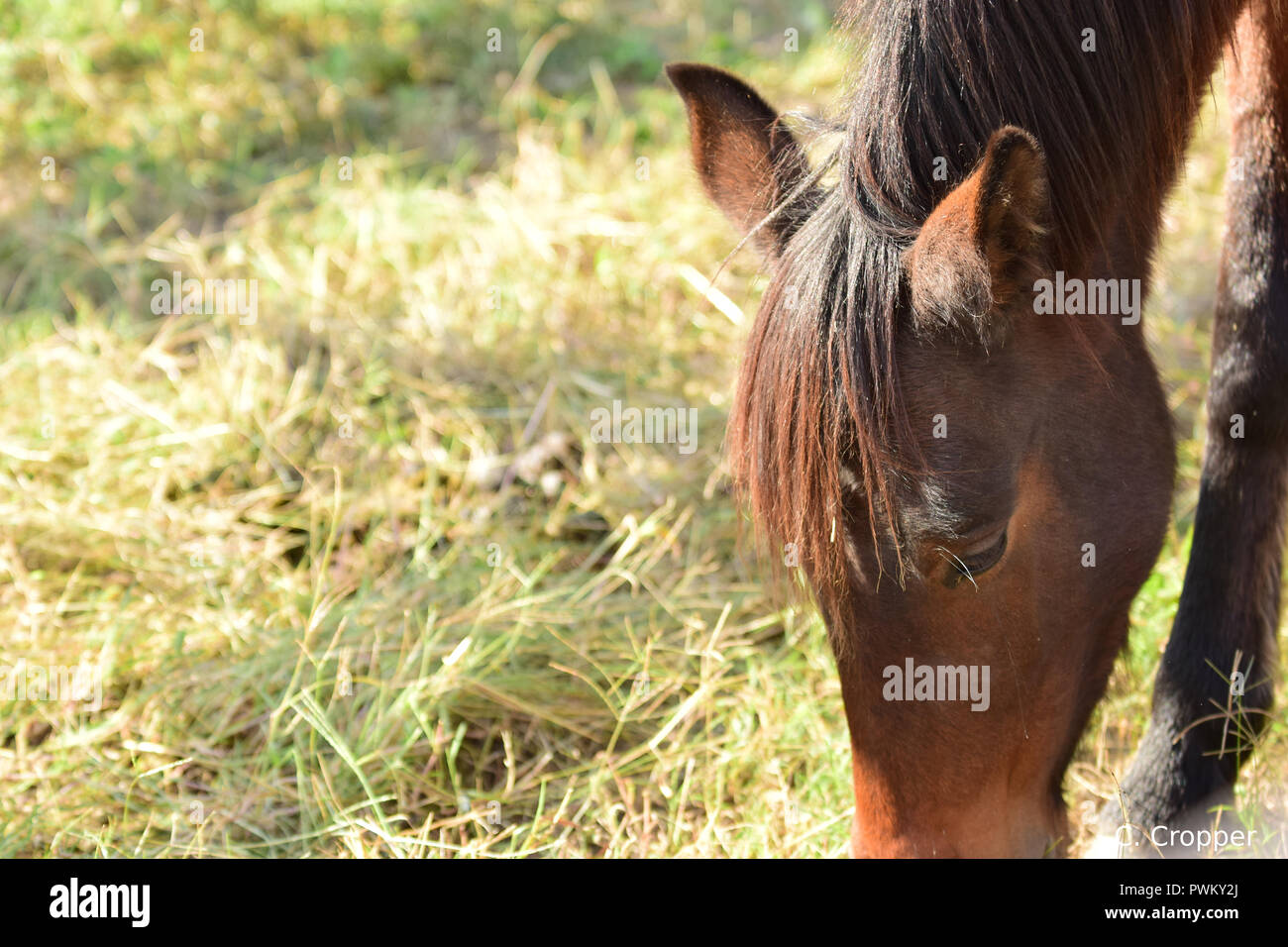 Assateague Wild Horses temperately corralled Stock Photo