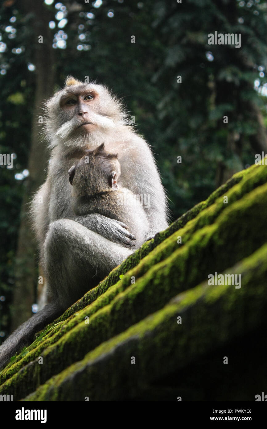 Long-tailed Macaque (Macaca fascicuiaris) with baby, at Ubud Monkey sanctuary in Bali, Indonesia. Stock Photo
