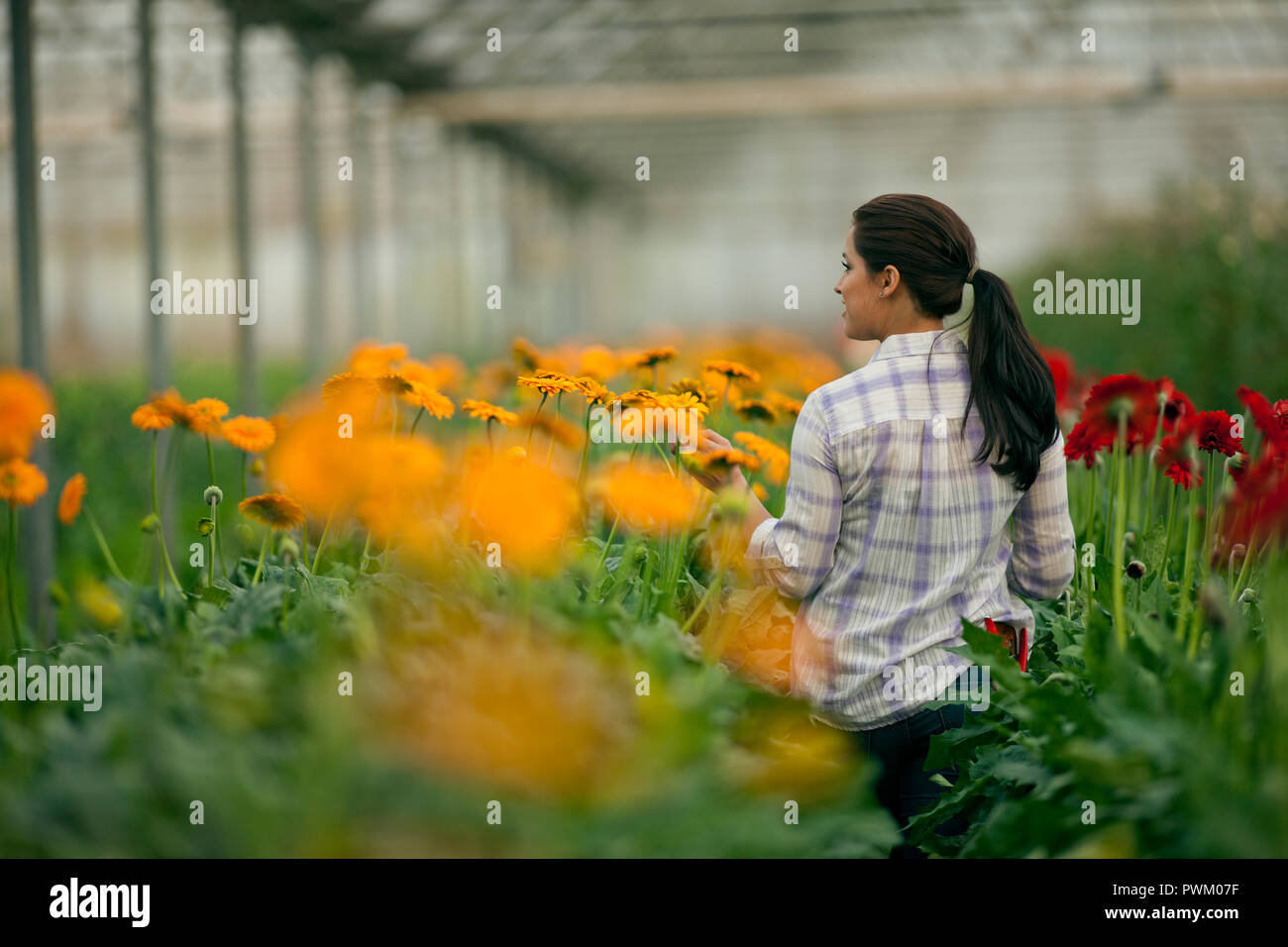 Teenage girl working in a greenhouse Stock Photo - Alamy