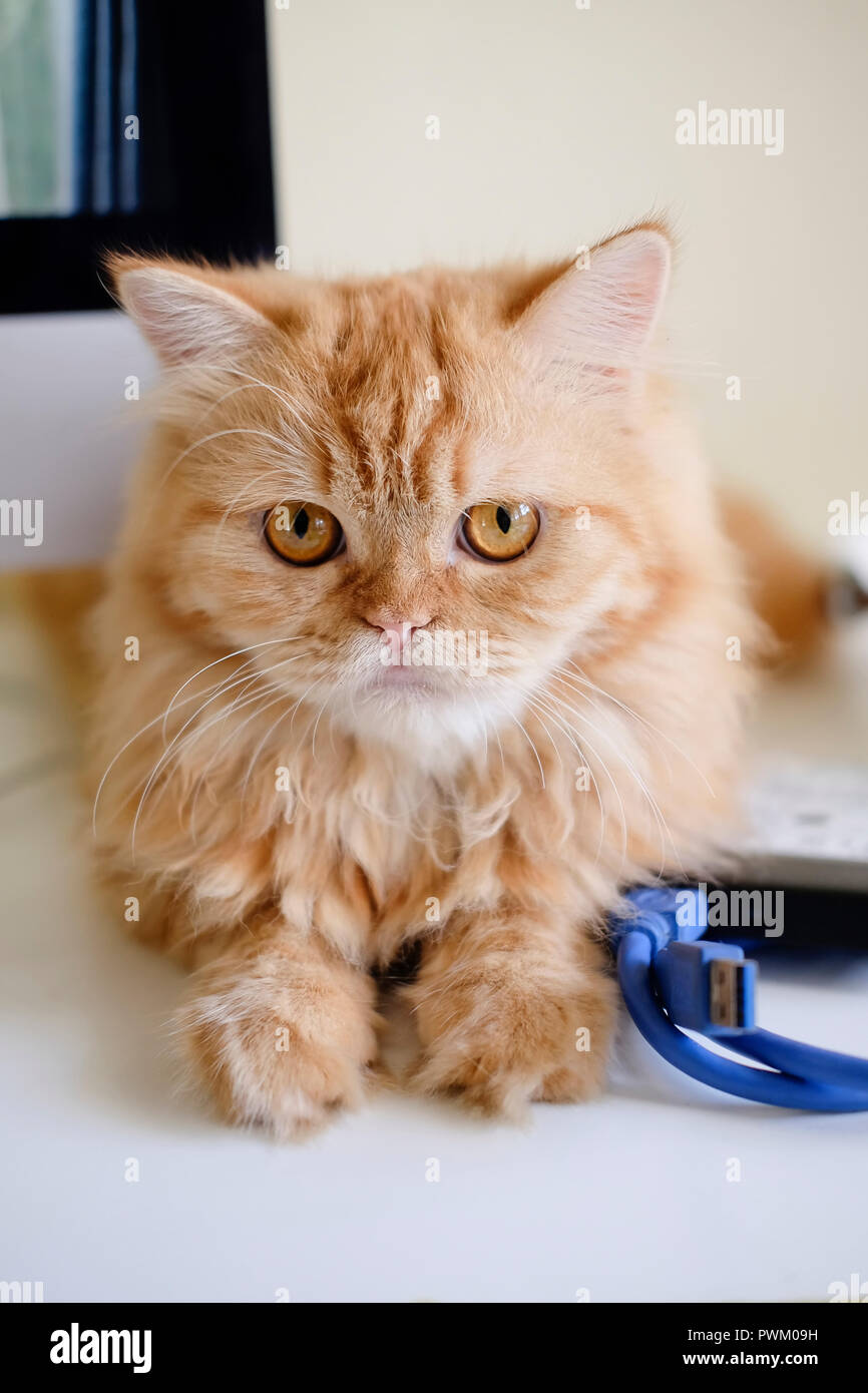 Kitten sitting on a desk hi-res stock photography and images - Alamy