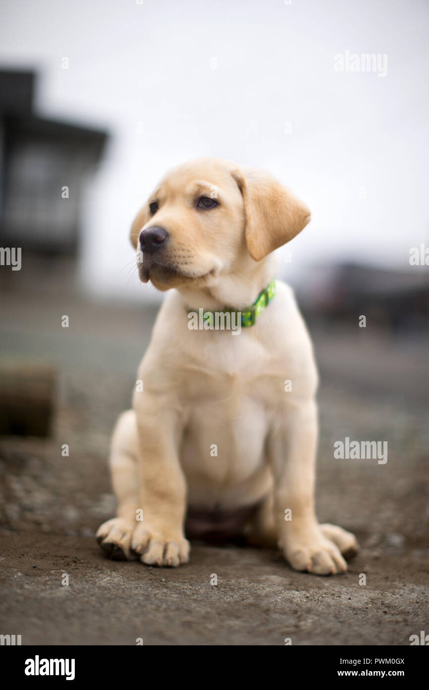 Golden labrador puppy sitting on a footpath. Stock Photo