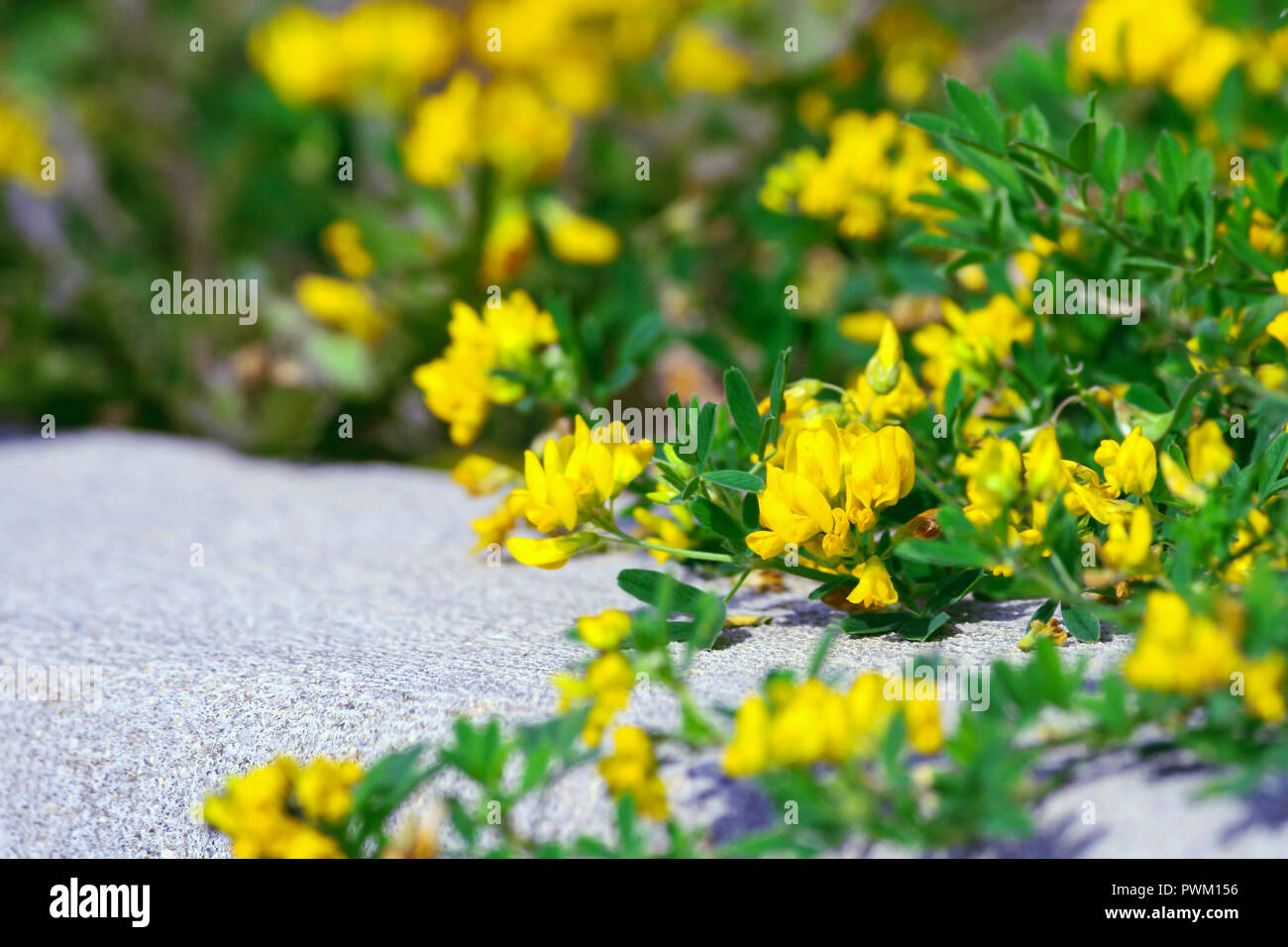 lathyrus pratensis, meadow plant as medicinal plant, bright yellow color with sharp flowers and thin small green leaves, flowers on right side, light Stock Photo
