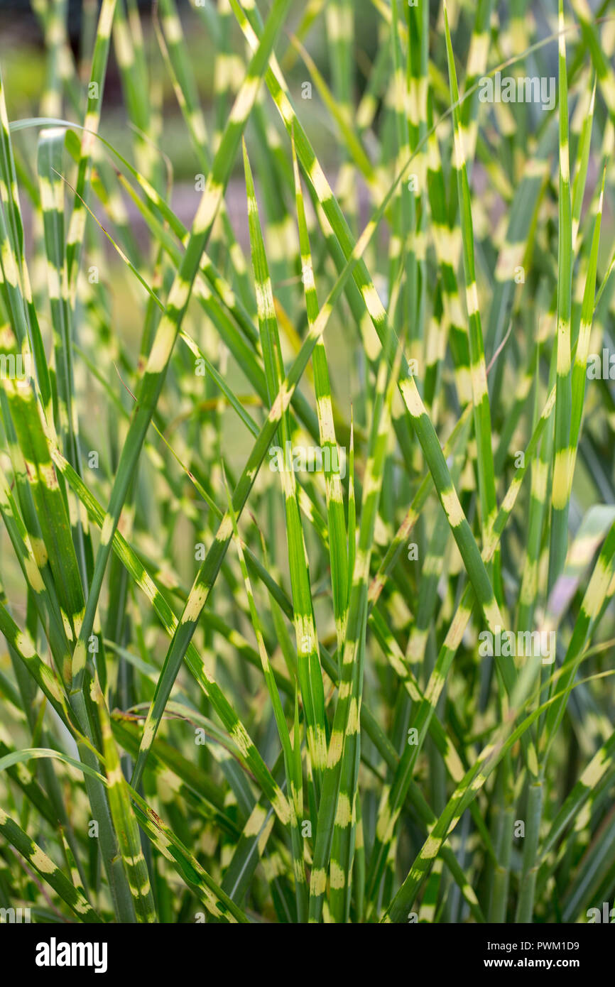 Close up of Ornamental Grass Miscanthus sinensis Zebrinus Stock Photo