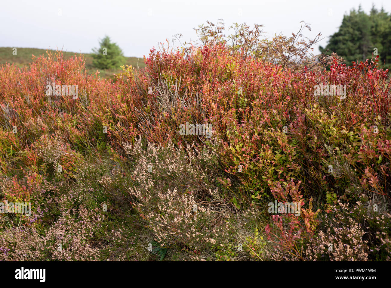 Colourful flora seen at Sally Gap, County Wicklow, Ireland. Stock Photo