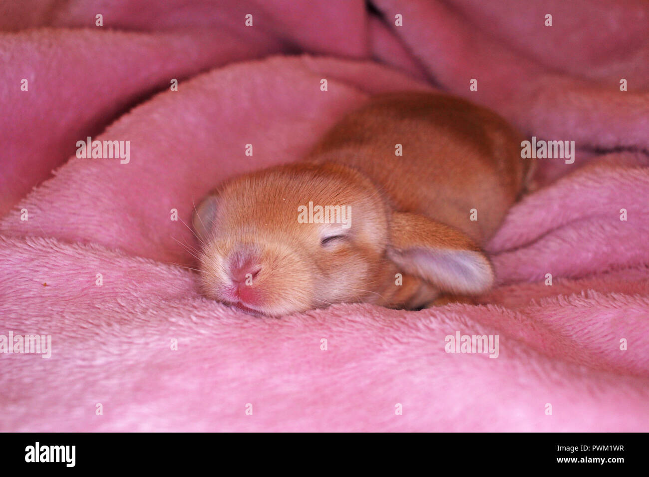 Cute Bunny Baby Rabbit Lop Kit New Born Bunnies Cute Stock Photo Alamy Cute Bunny Baby Rabbit Lop Kit New Born Bunnies Cute Stock Photo Alamy