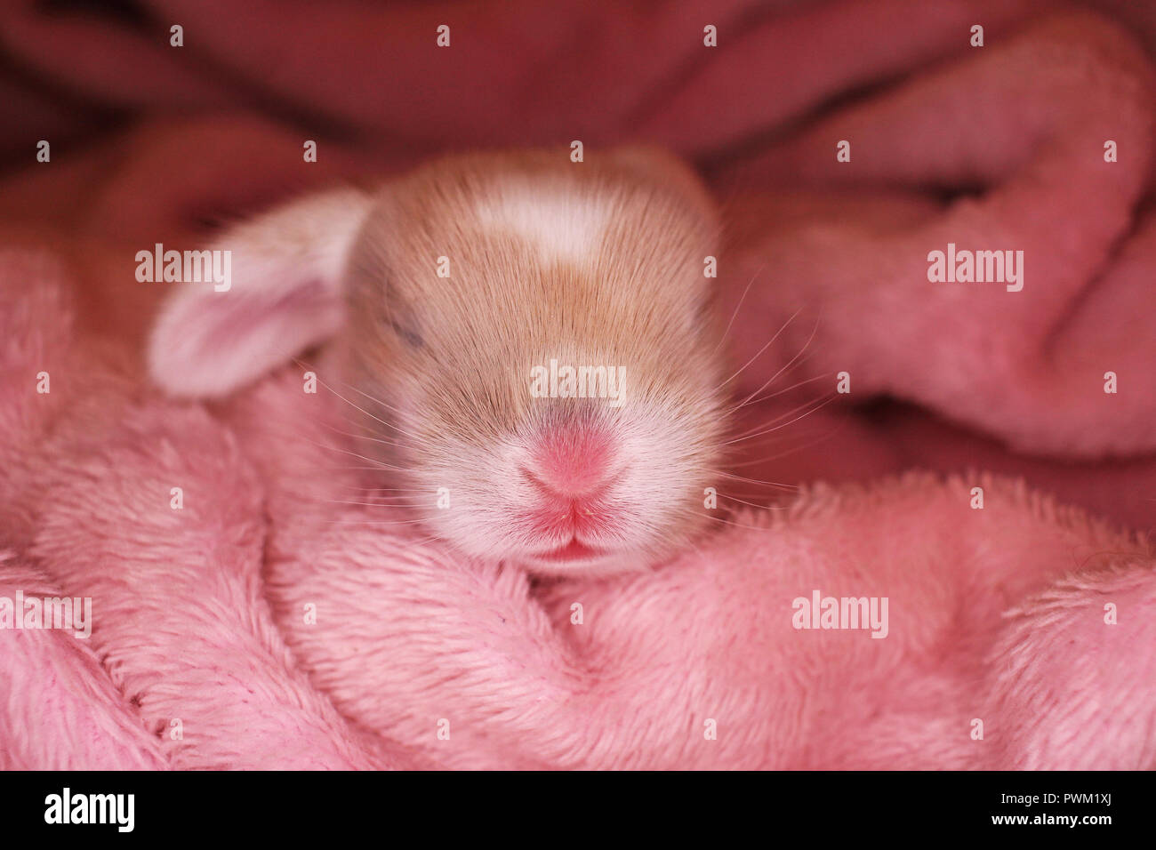 fluffy baby rabbits