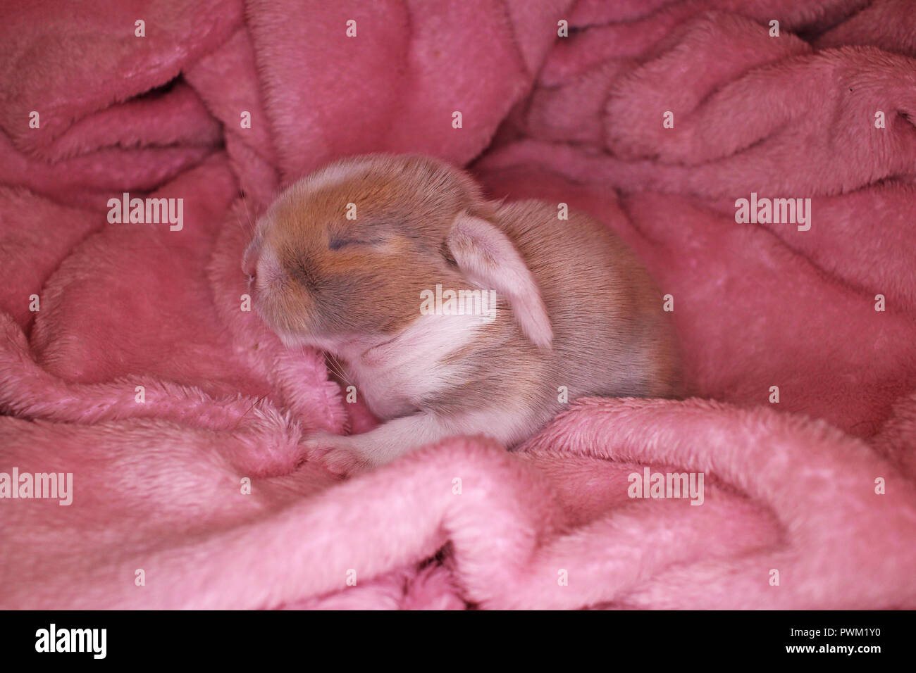 Cute Bunny Baby Rabbit Lop Kit New Born Bunnies Cute Stock Photo Alamy