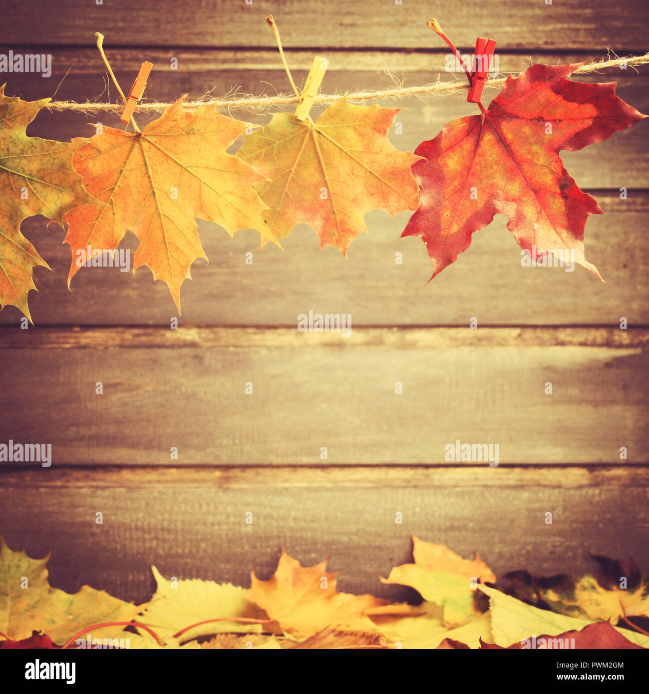 Autumn leaves on rope with grey wooden background, toned photo with ...