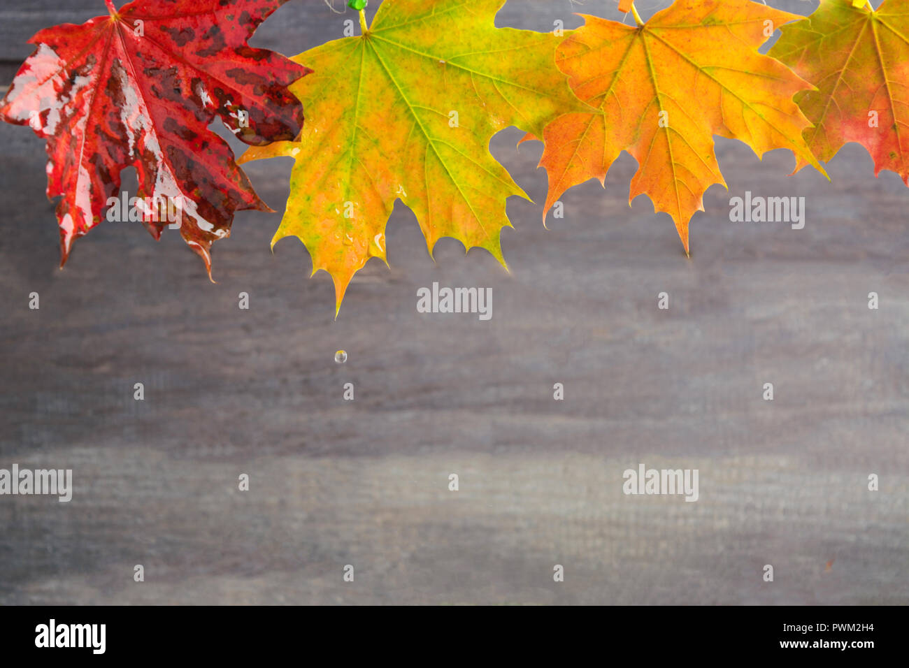 Leaves on grey background hi-res stock photography and images - Alamy