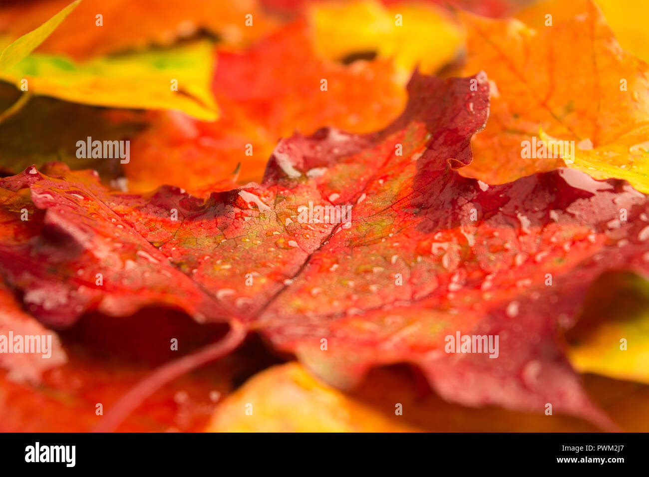 Closeup rainy red bright maple leaf autumn background design Stock ...