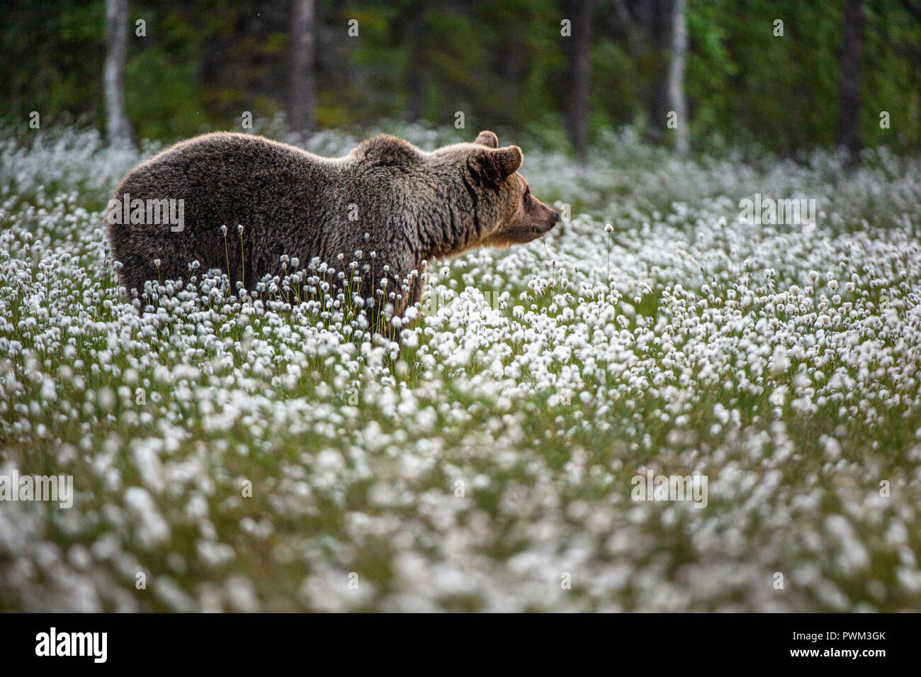 Brown bear on the forest background among white flowers. Summer season ...