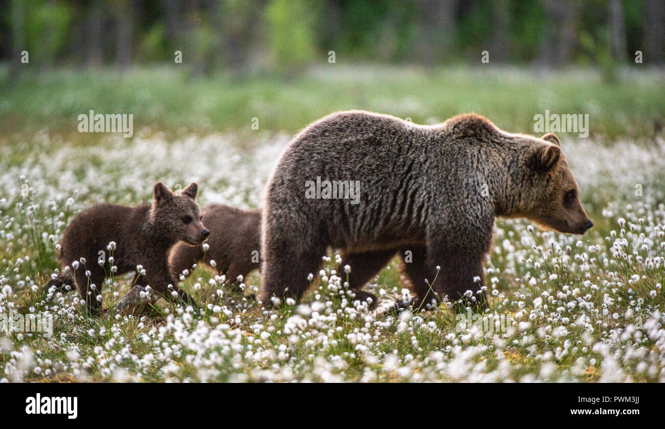 Brown bear cubs with she bear in the summer forest on the bog among ...