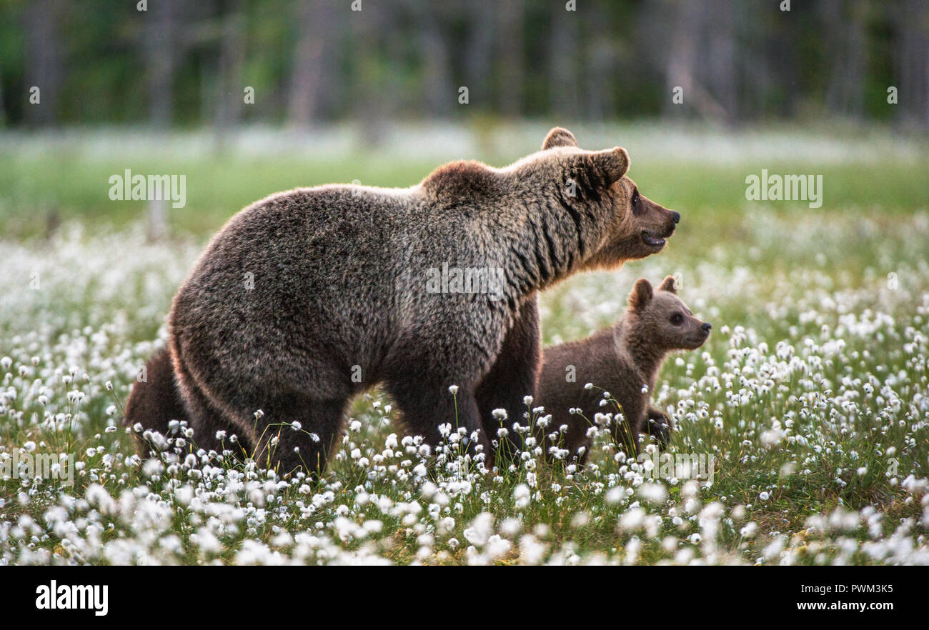 Brown bear cubs with she bear in the summer forest on the bog among ...