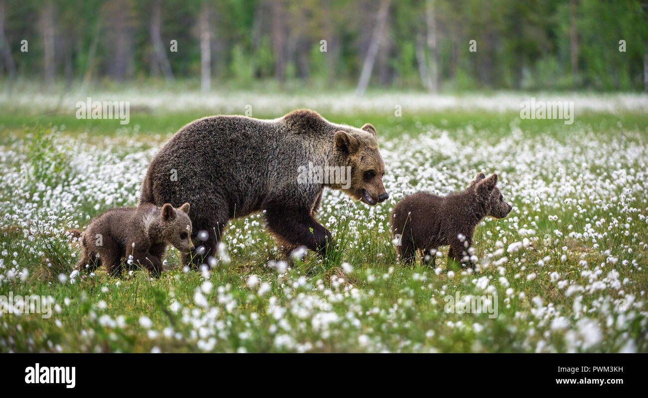 Brown bear cubs with she bear in the summer forest on the bog among ...