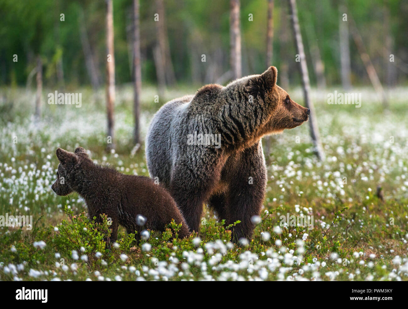 Brown bear cubs with she bear in the summer forest on the bog among ...