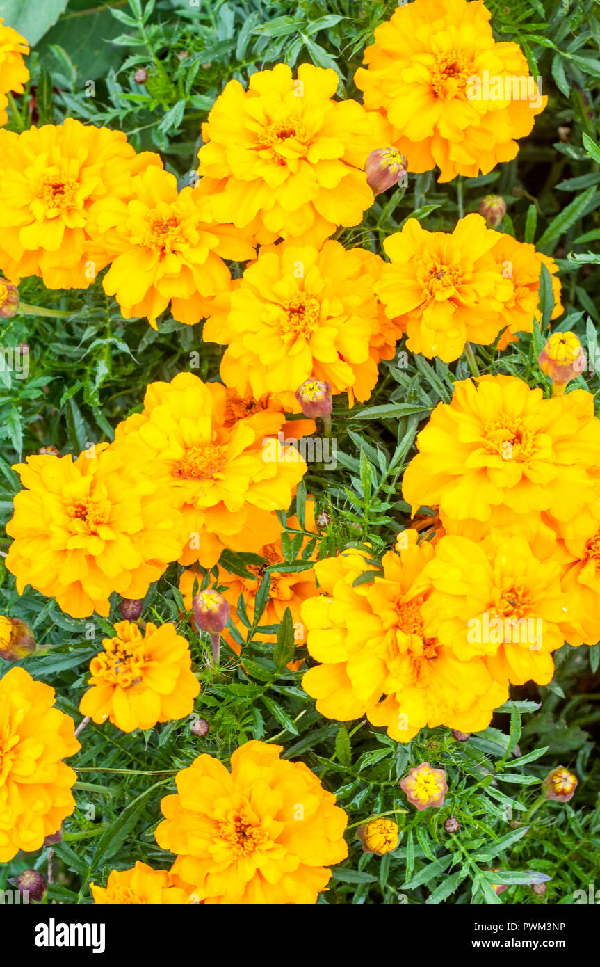 French marigolds Safari Yellow in flower bed Stock Photo