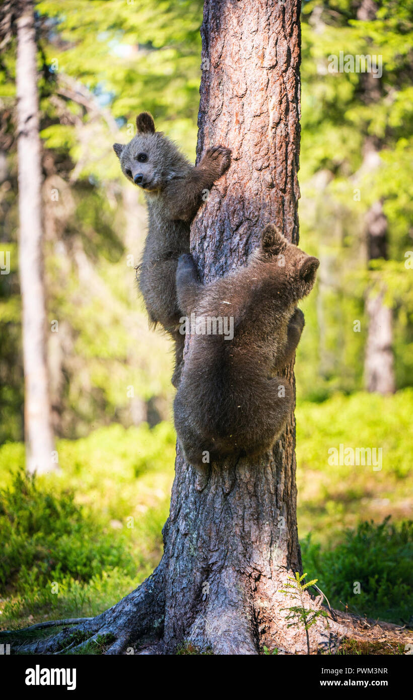 Brown bear cub climbs a tree. Natural habitat. In Summer forest ...