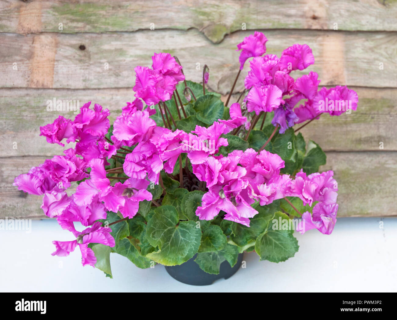 Large indoor Cyclamen in pot with lots of flowers Stock Photo