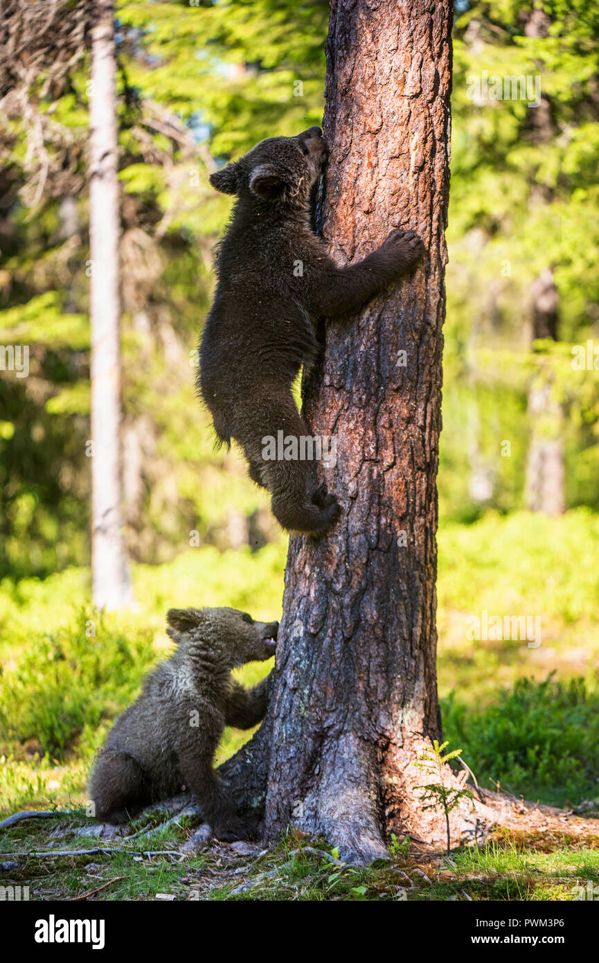 Brown bear cub climbs a tree. Natural habitat. In Summer forest ...