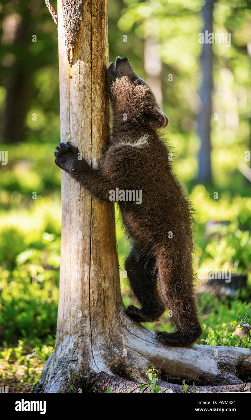 Brown bear cub climbs a tree. Natural habitat. In Summer forest ...