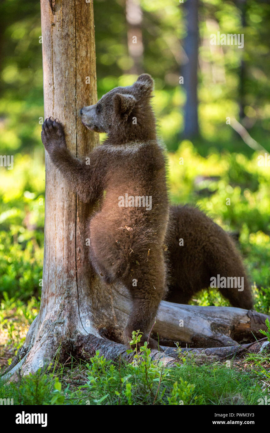 Brown bear cub climbs a tree. Natural habitat. In Summer forest ...
