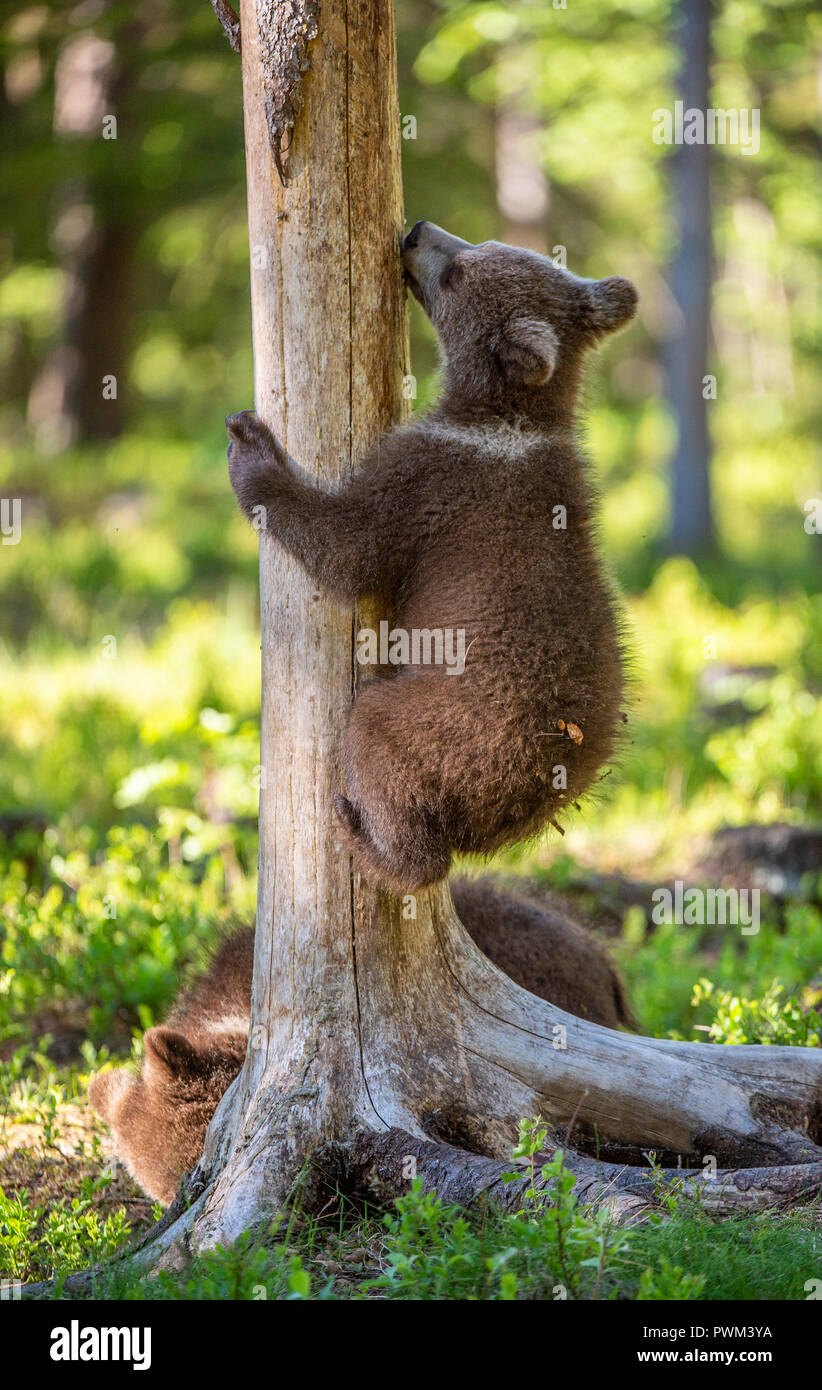 Brown bear cub climbs a tree. Natural habitat. In Summer forest ...
