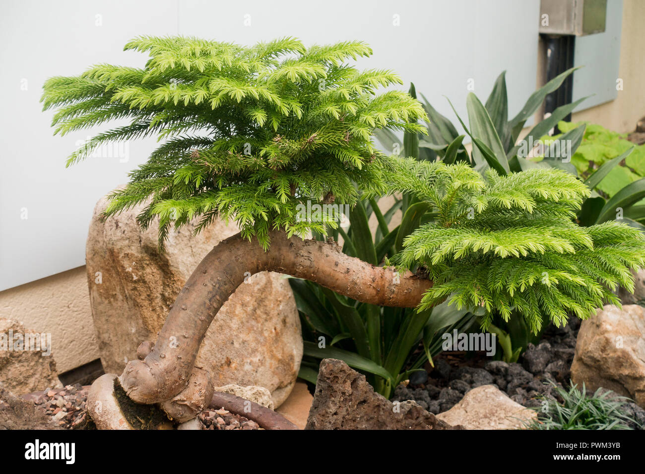 Norfolk Island pine (Araucaria heterophylla) - USA Stock Photo