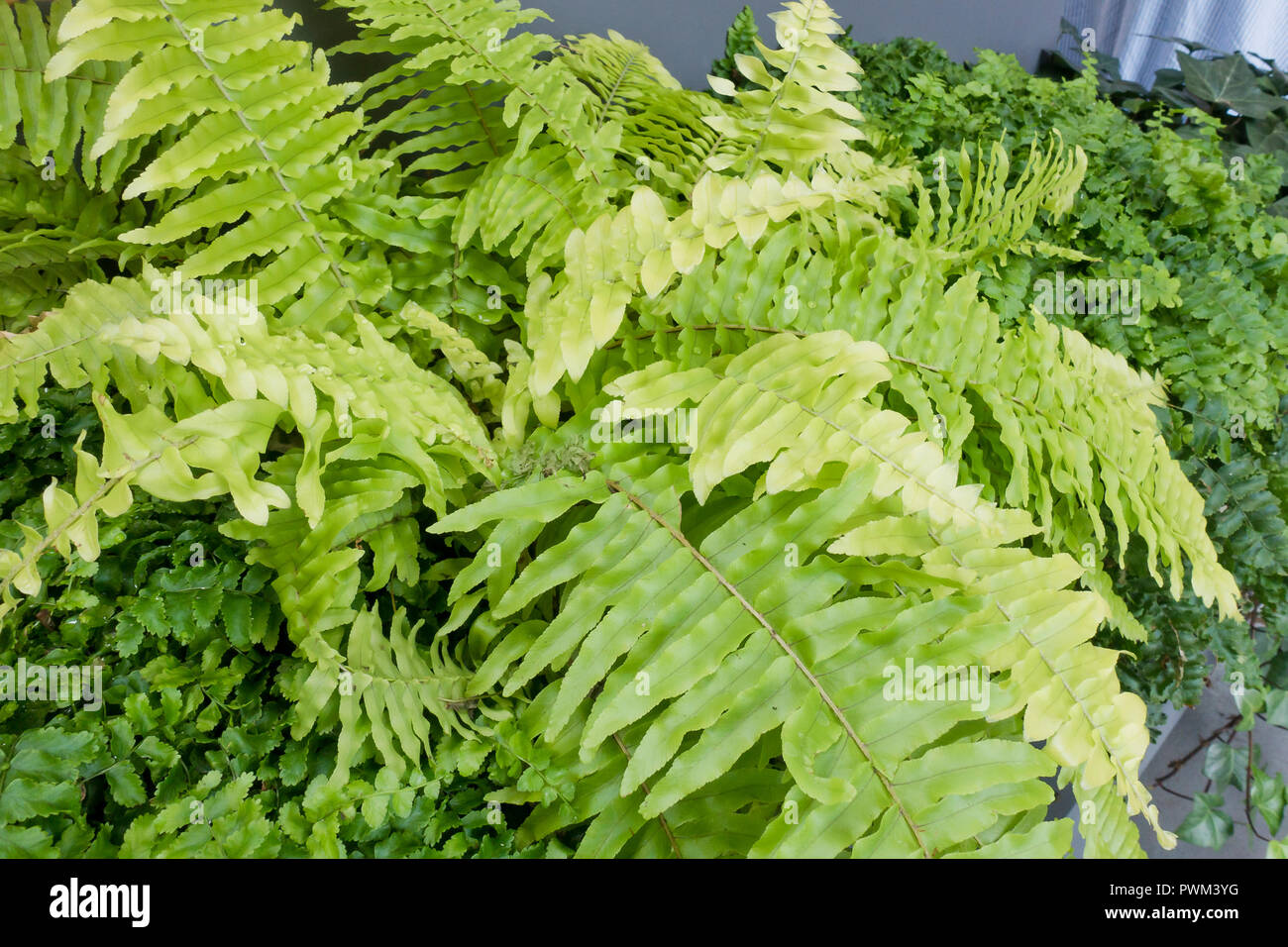 Boston fern, aka sword fern, Boston swordfern, wild Boston fern, tuber ladder fern, fishbone fern (Nephrolepis exaltata) - USA Stock Photo