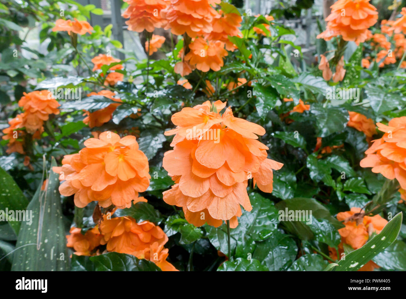 Firecracker flower (Crossandra infundibuliformis) in full bloom Stock Photo